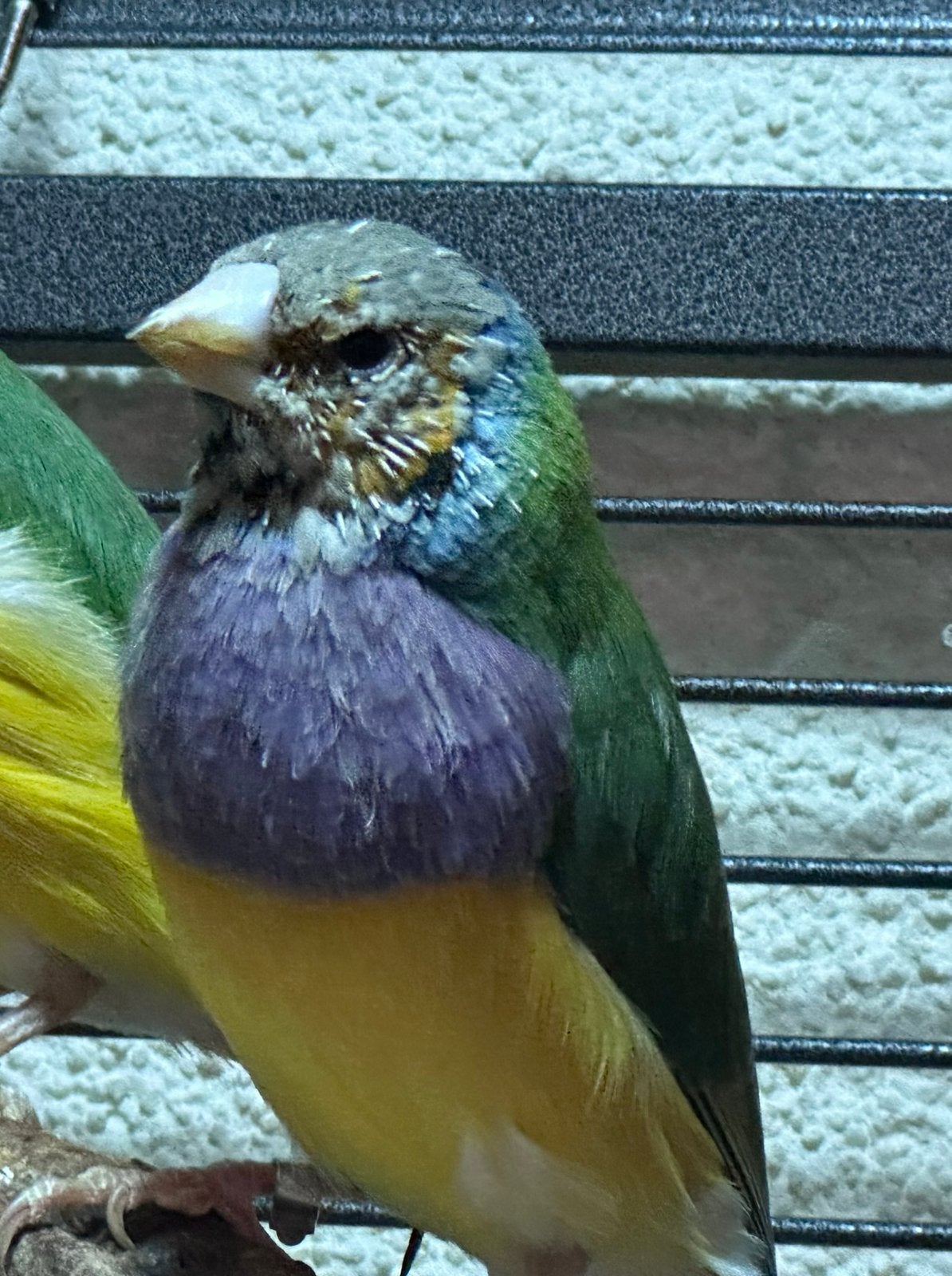 Gouldamadine man, Mannelijk, Tropenvogel