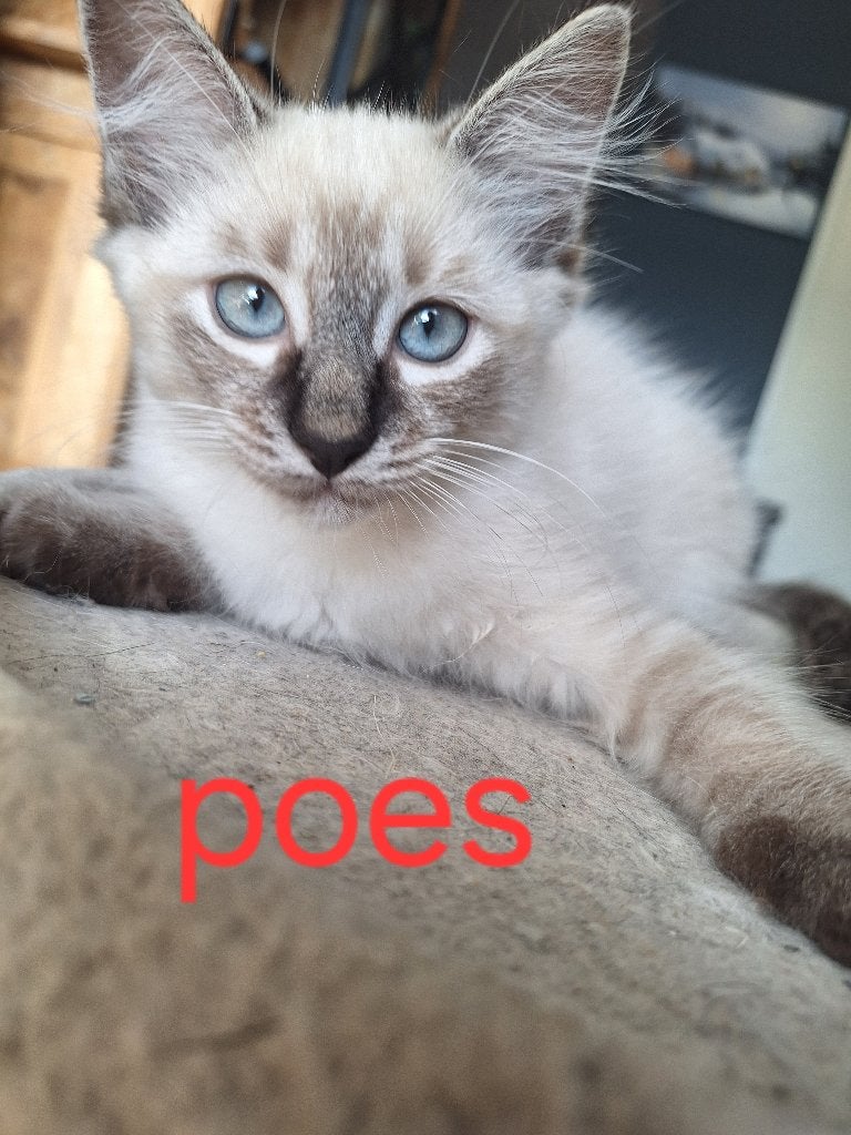 5 Ragdoll kittens beschikbaar, Meerdere dieren, Ontwormd, 0 tot 2 jaar