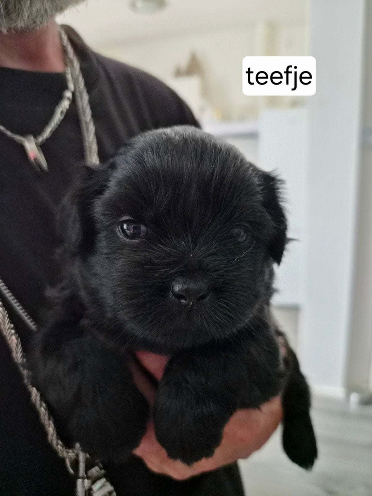 boomer pups, Dieren en Toebehoren, Parvo, Overige rassen, 8 tot 15 weken, Meerdere