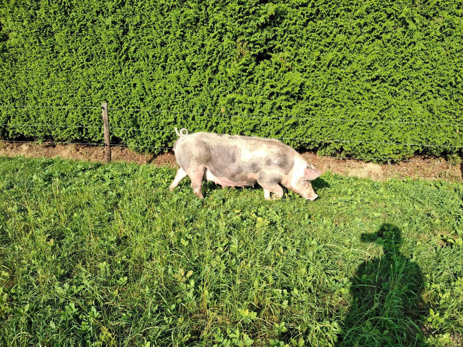 pietrain biggen te koop, Dieren en Toebehoren, Meerdere dieren, Varken, 0 tot 2 jaar
