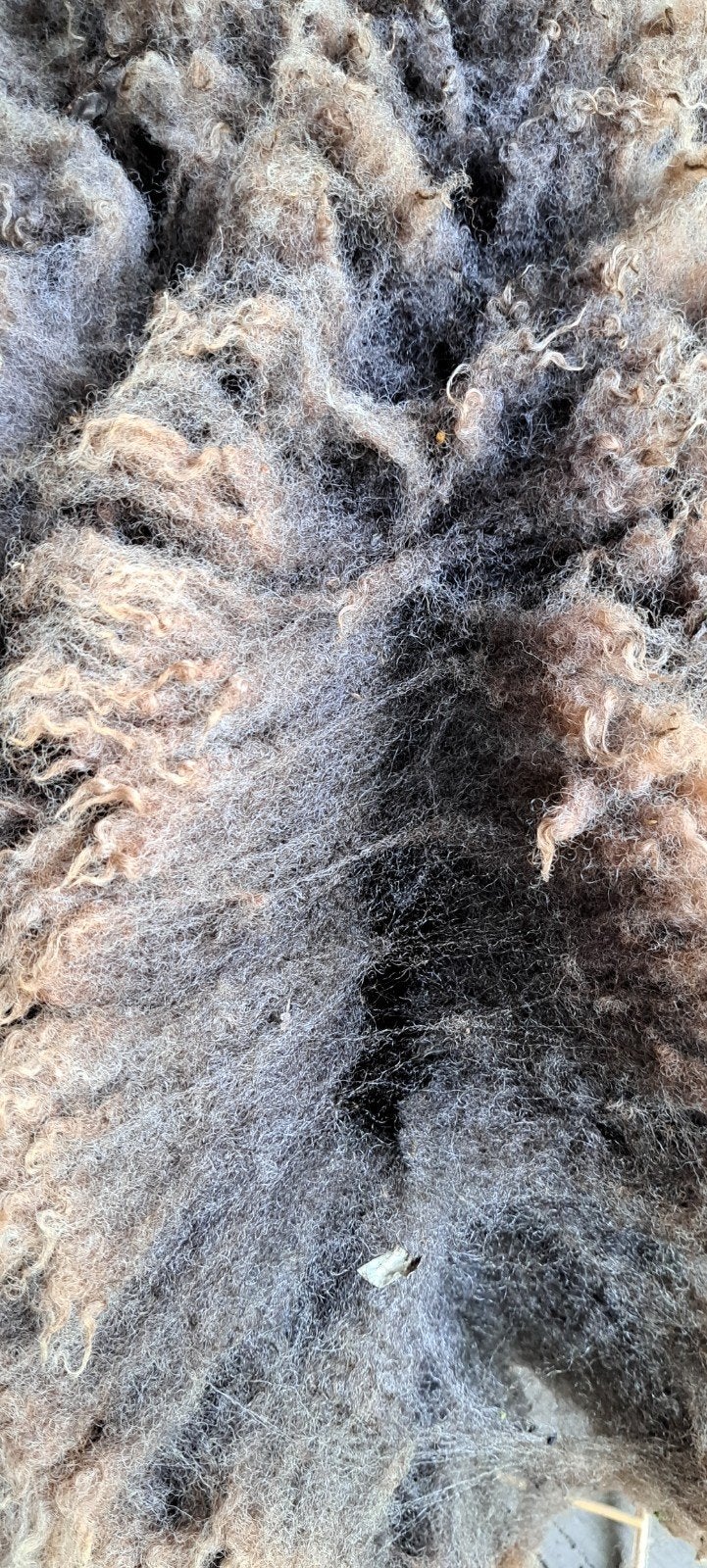 Schapenwol, schapenvachten, vilten, kaarden, spinnen, Vrouwelijk, Schaap