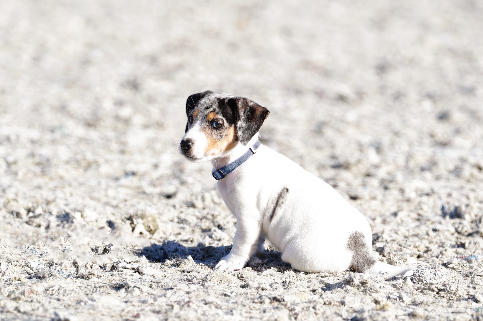 Prachtige Jack Russel teefje te koop, Jack Russell Terriër, 8 tot 15 weken, Meerdere, Meerdere dieren