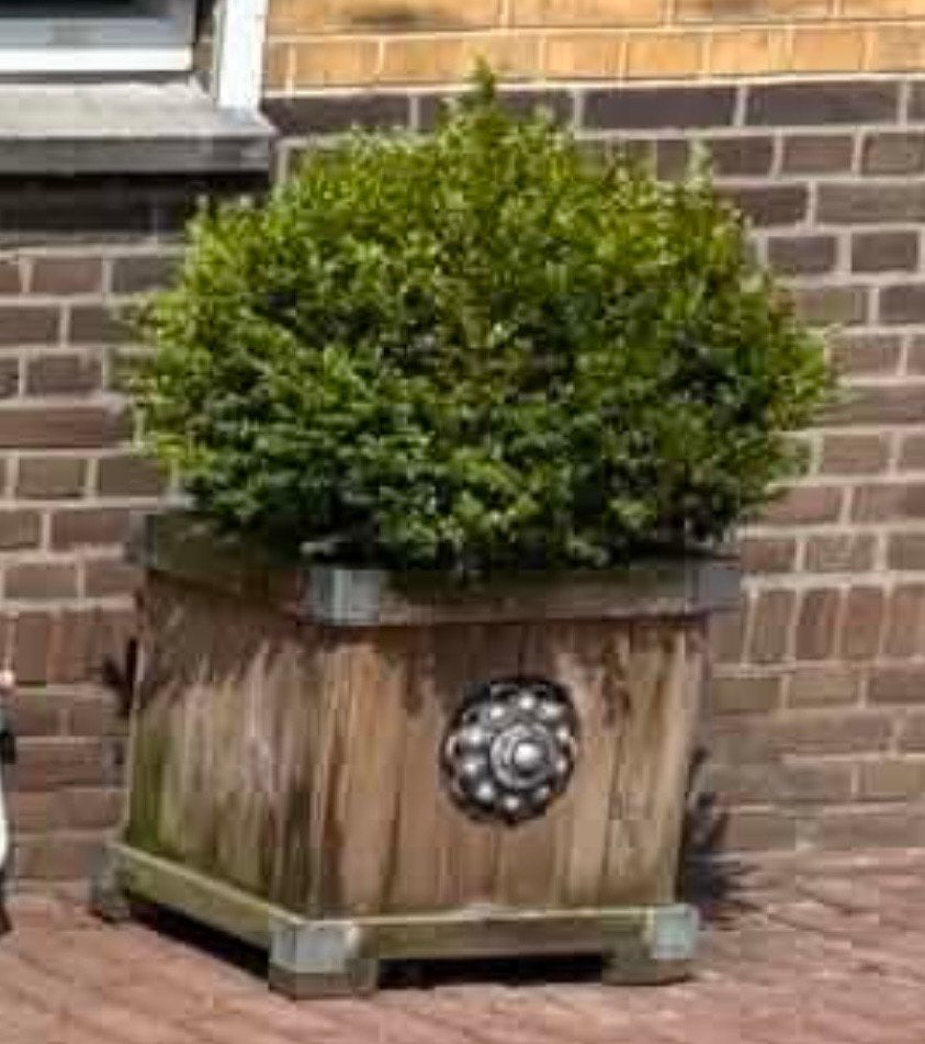 Dubbelwandige plantenbak met Zeeuwse knop en buxus, Ophalen, Gebruikt, Vierkant, 60 tot 100 cm
