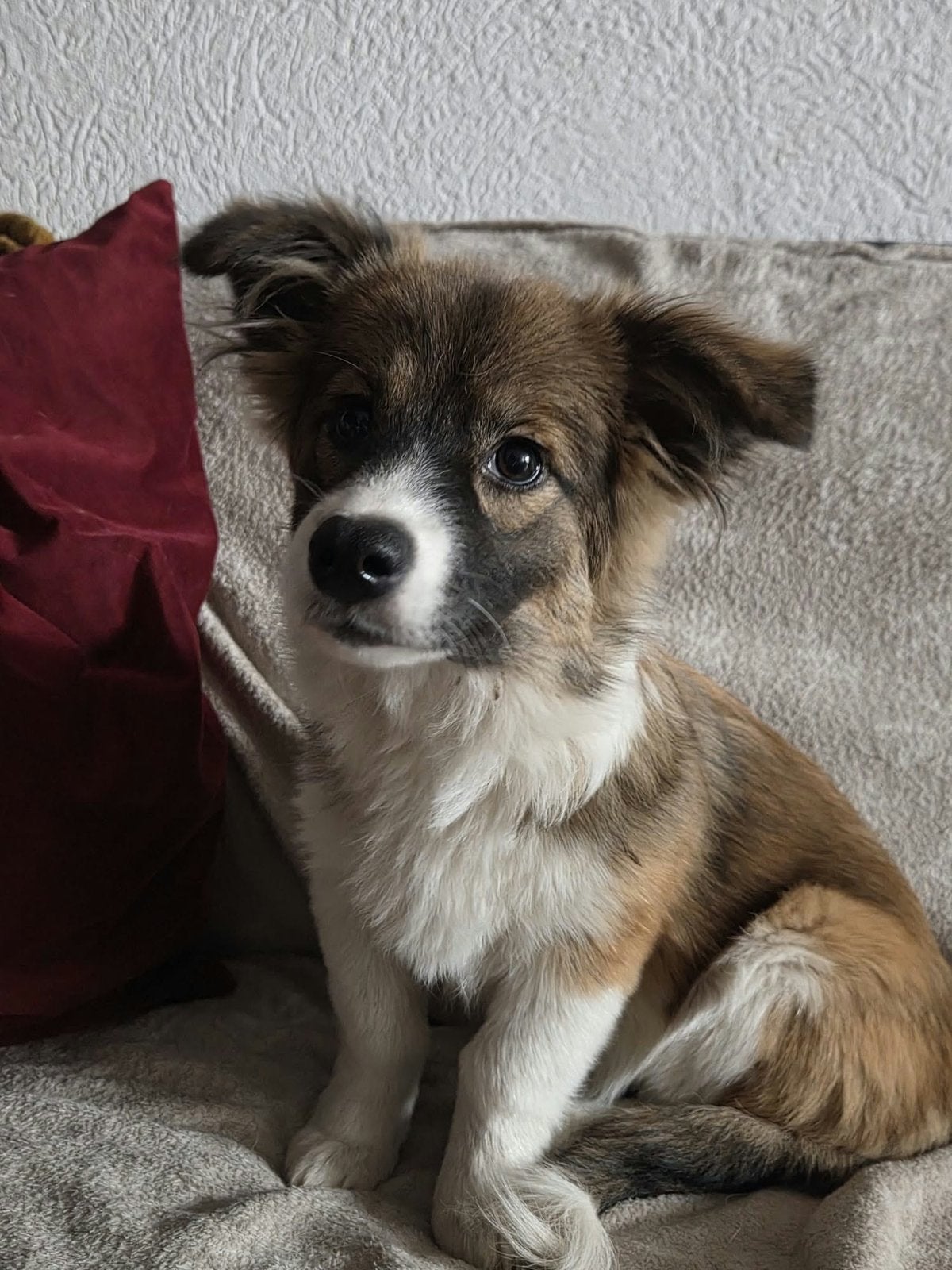 Corgi mix pup teefje 4 maanden, Dieren en Toebehoren, Particulier, 15 weken tot 1 jaar, Buitenland, Teef