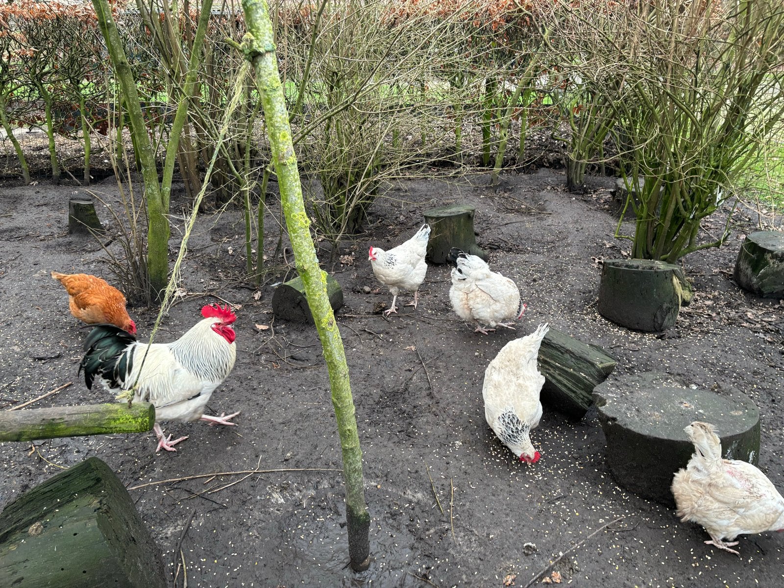 Sussex Columbia 6 hennen 1 haan, Dieren en Toebehoren, Meerdere dieren, Kip