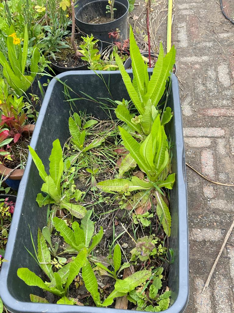 Kaardebol die dit jaar gaat bloeien per stuk, Tuin en Terras, Planten | Tuinplanten, Volle zon, Tweejarig, Zomer, Ophalen