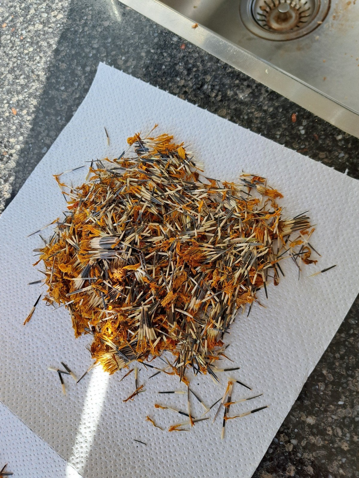 zaadjes Afrikaantjes, Ophalen of Verzenden, Volle zon