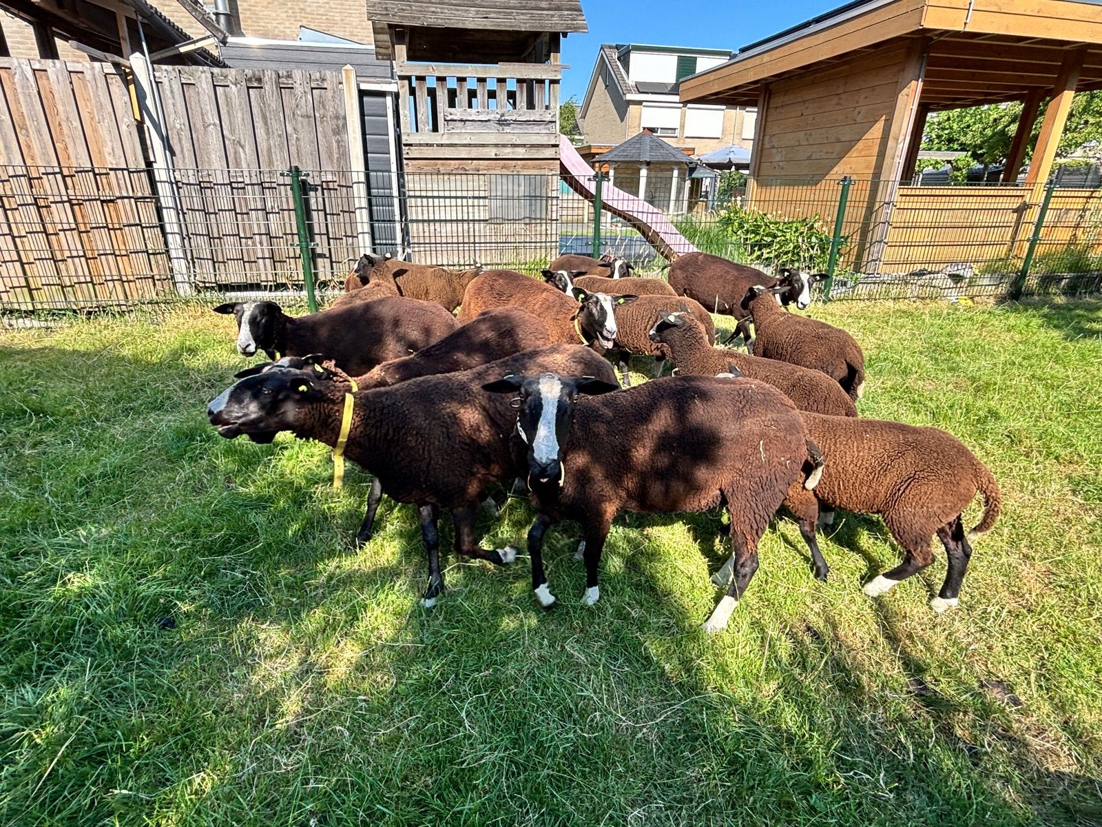 Raszuivere zwartblesschapen rammen ooien, Meerdere dieren, Schaap