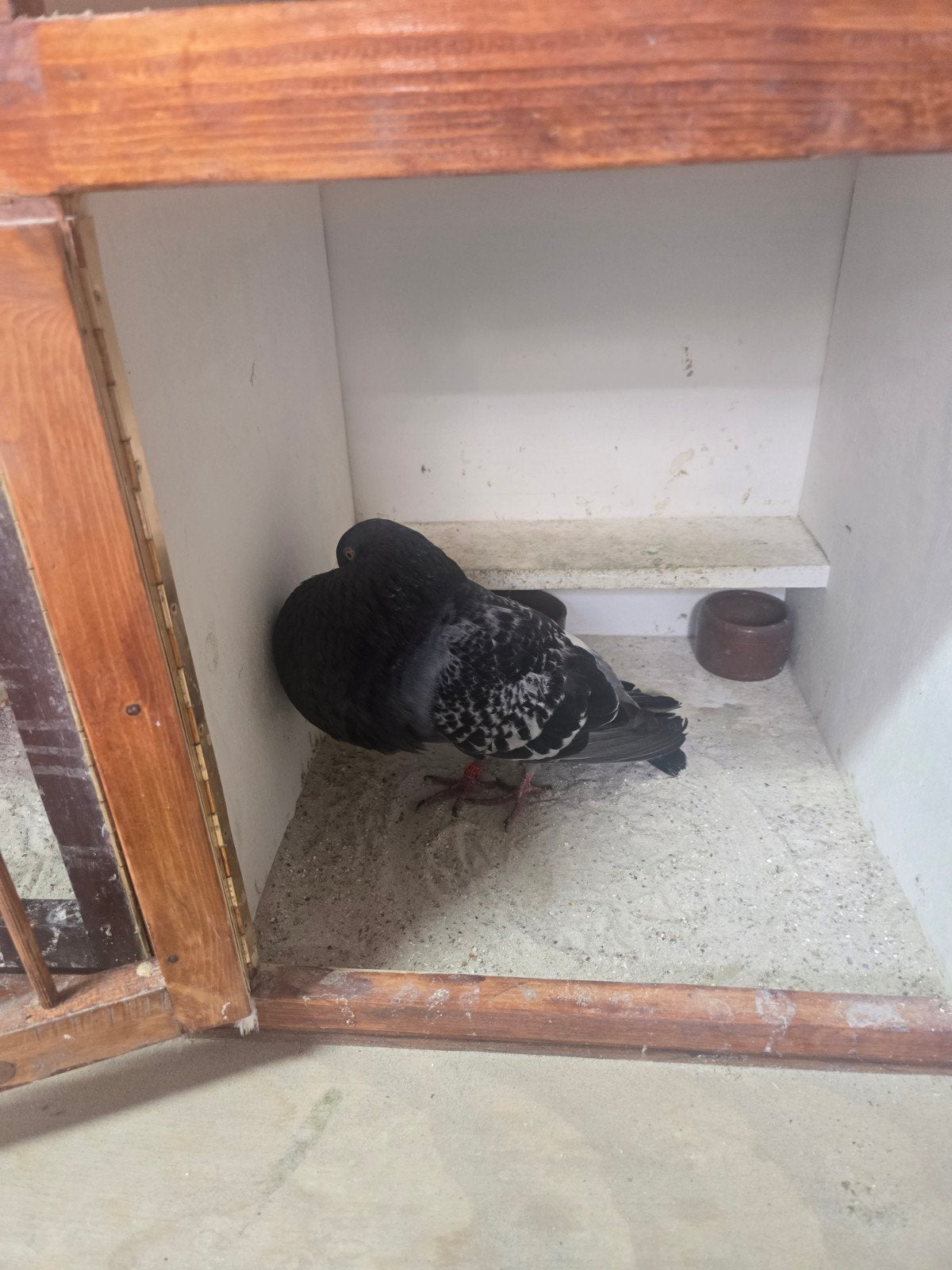 Mooie gaditano kras duif, Dieren en Toebehoren, Vogels | Duiven, Vrouwelijk, Kropper
