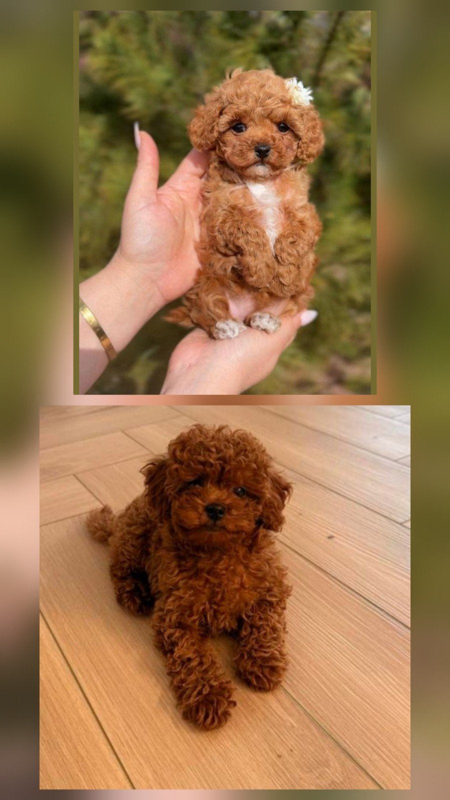 Toy poedel teefjes, teacup, Toy poodle, toypoedel, toypoodle, Poedel, Particulier, 15 weken tot 1 jaar, Buitenland