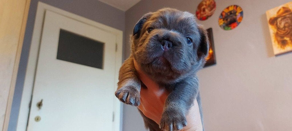 Prachtige Franse Bulldog pups met stamboom, België, Particulier, 8 tot 15 weken, Bulldog