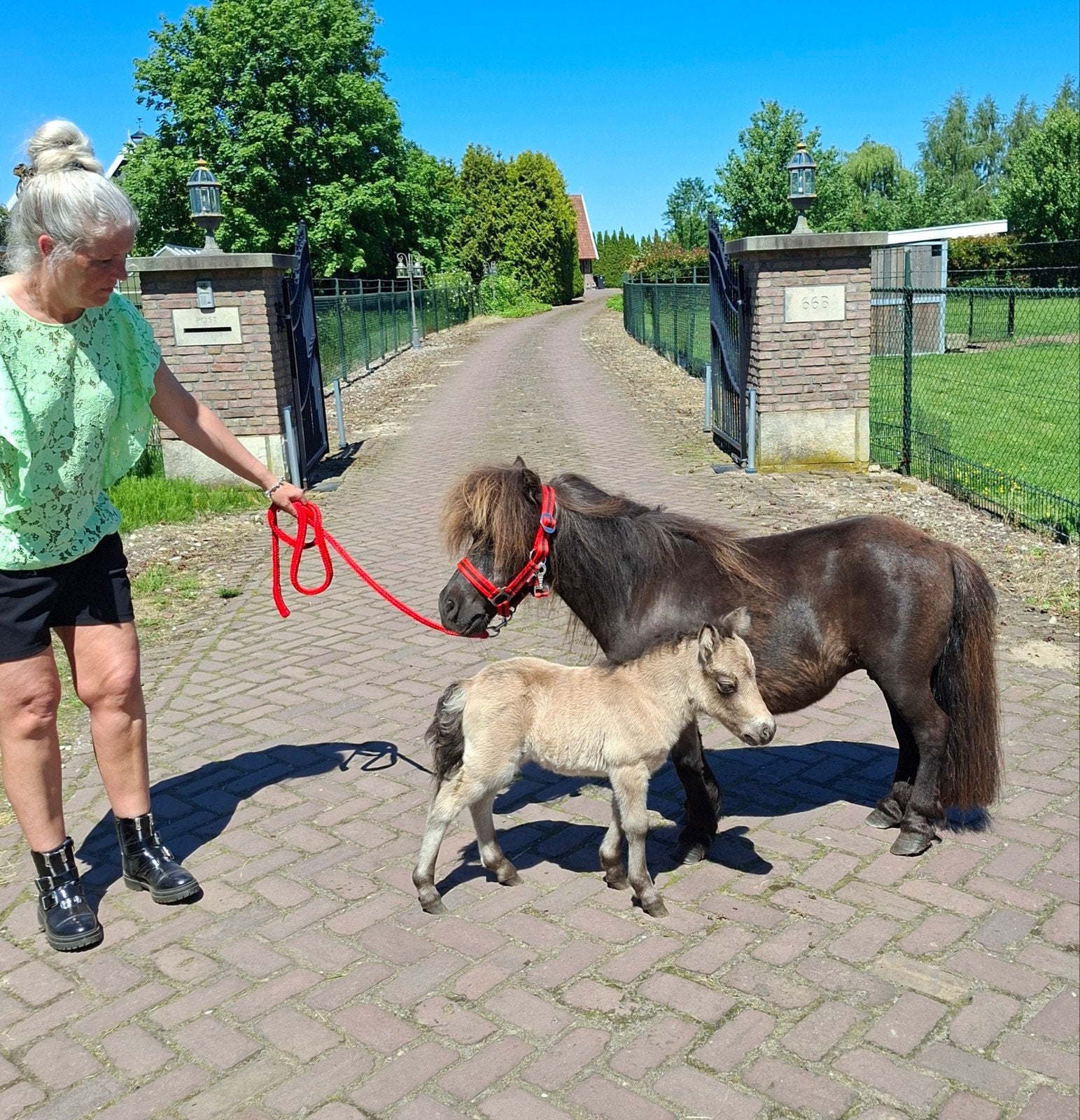 Mini merrie met valk merrie veulen en palomino hengst, Ruin, Recreatiepaard