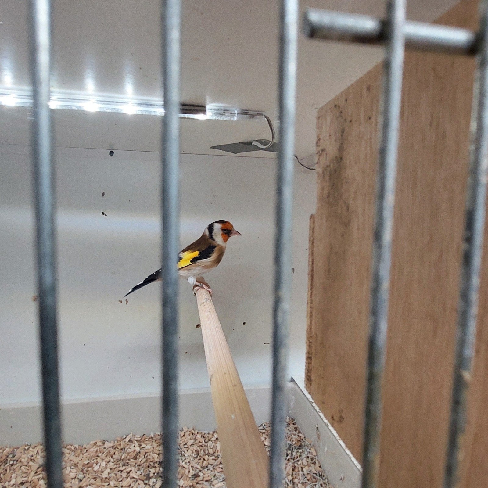 koppel majoor putters, Meerdere dieren, Wildzangvogel, Geringd