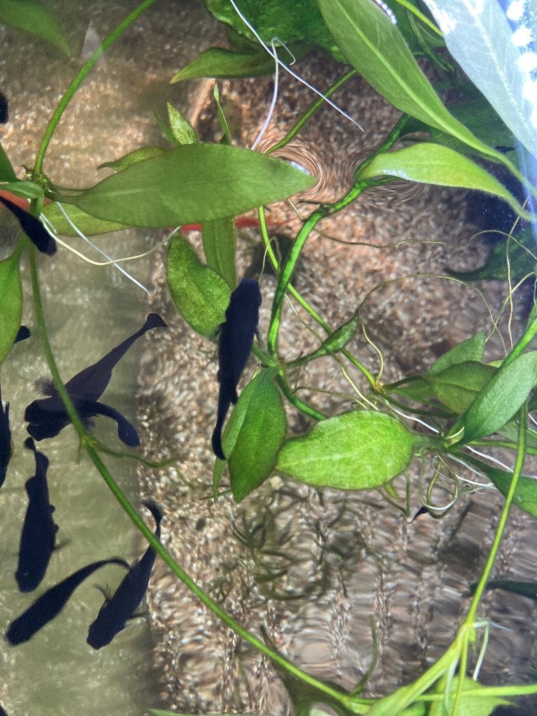 Vissen, Dieren en Toebehoren, Vissen | Aquariumvissen, Vis, Zoetwatervis