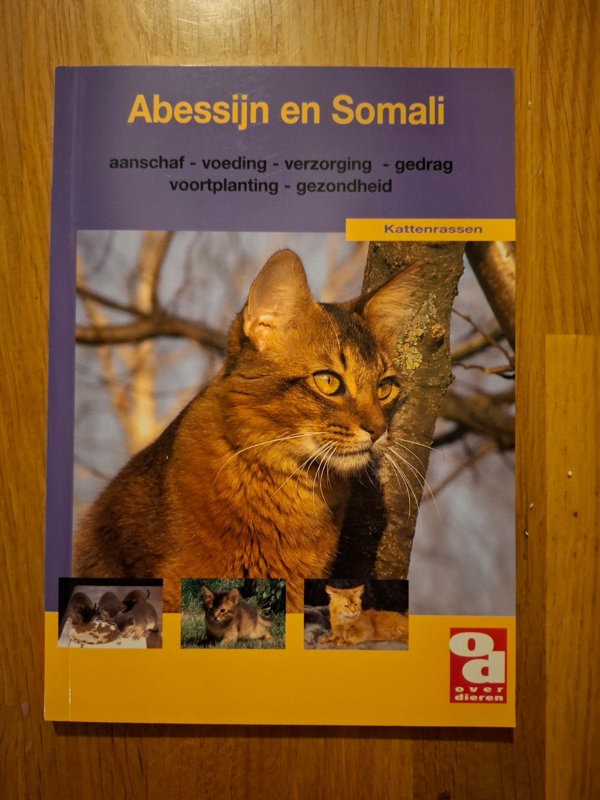 Abessijn en Somali, Ophalen of Verzenden, Zo goed als nieuw, Katten