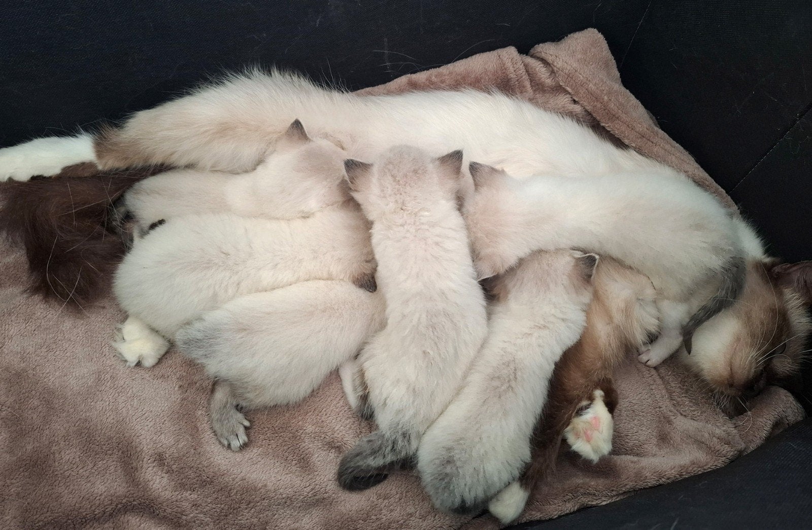 Ragdoll kittens, Meerdere dieren, Gechipt, 0 tot 2 jaar
