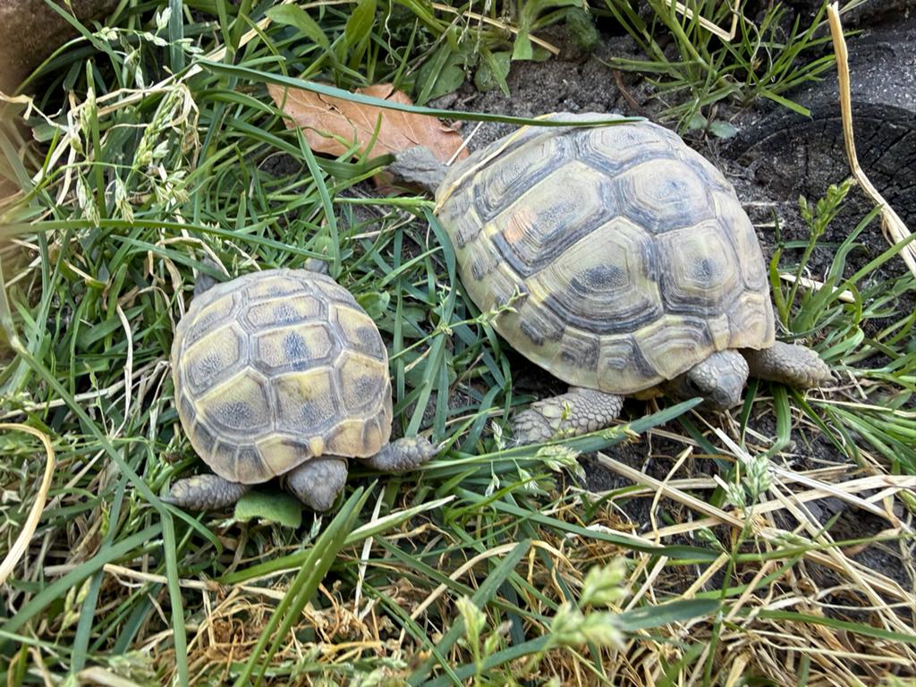 Testudo hermanni boetgerie Tortoise - unknown for sale from BLOSSOM