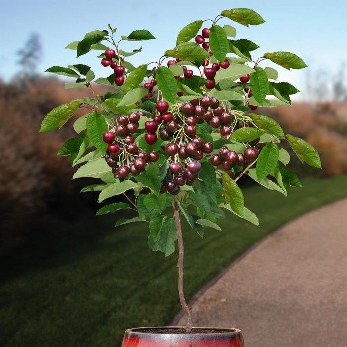 Gevraagd Gratis boompjes/planten(appel,aardbei kers olijf), Overige soorten, Minder dan 100 cm, Zomer, Ophalen