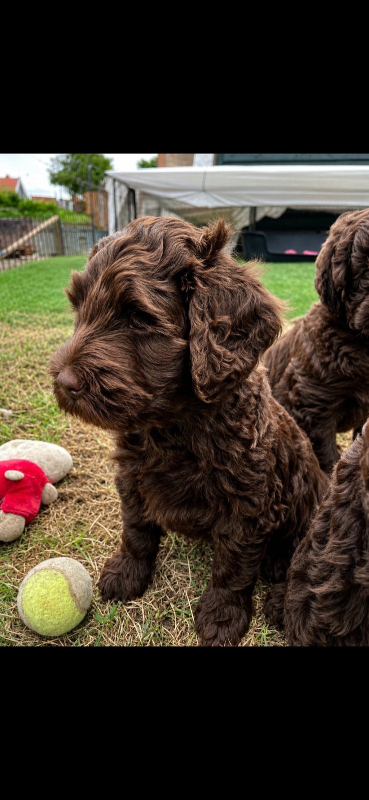 Mag nu verhuizen 1 labradoodle reutje met Australian bloed, Dieren en Toebehoren, Parvo, 8 tot 15 weken, Meerdere, Nederland