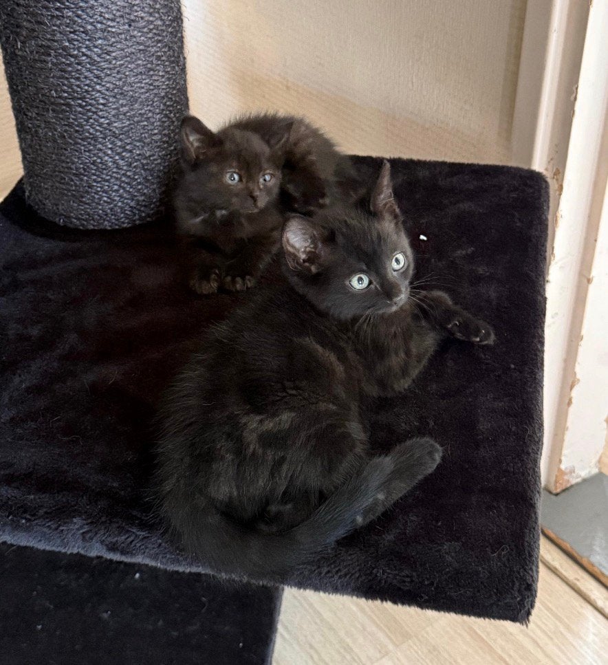 Kitten, Poes, Gechipt, 0 tot 2 jaar