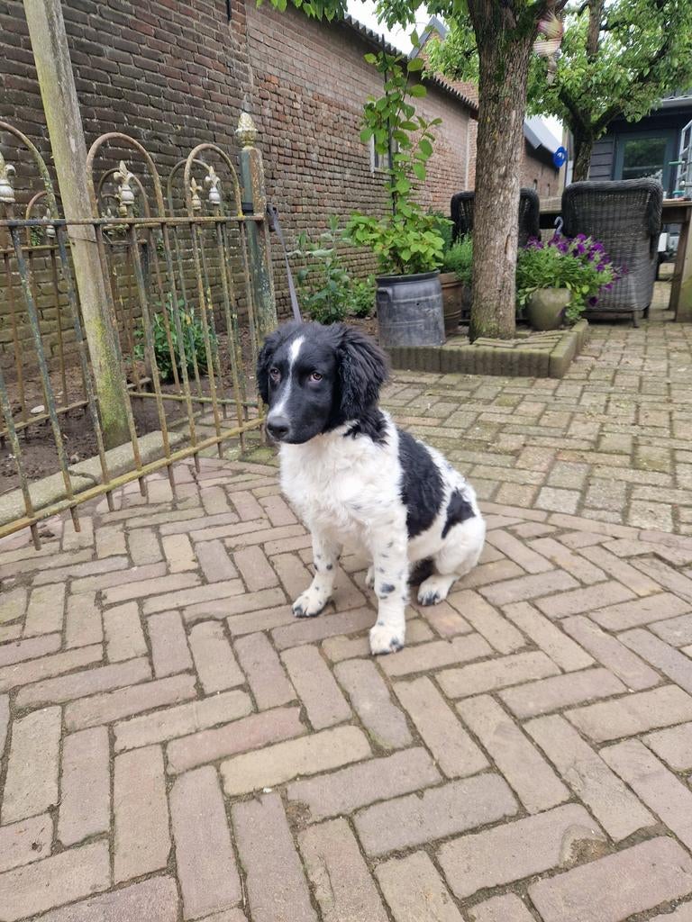 Mooie lieve Friese Stabij hond. Teefje, 15 weken tot 1 jaar, Teef, Eén hond, Nederland