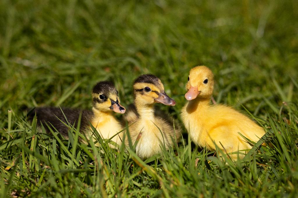 Indische loopeenden kuikens | Gesekst, Meerdere dieren, Eend