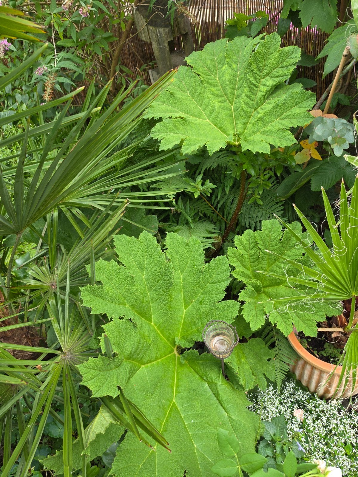 Gunnera manicata xxl de echte!, Ophalen