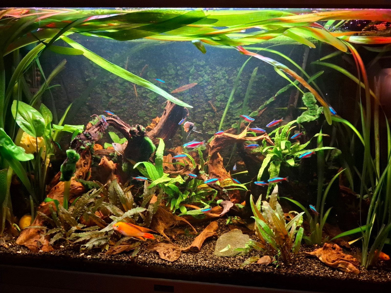 Aquariumvissen divers.., Dieren en Toebehoren, Vissen | Aquariumvissen, Vis, Zoetwatervis