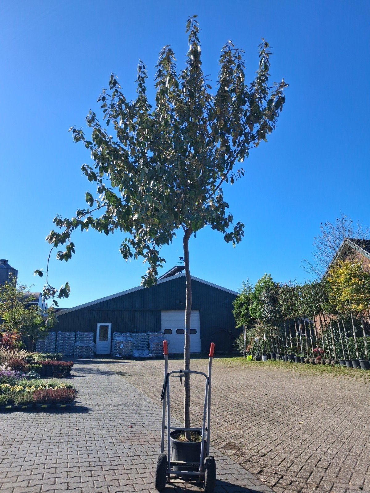 Hoogstam Elaeagnus Ebbingei - Groenblijvende Olijfwilg, Tuin en Terras, Ophalen of Verzenden, Halfschaduw