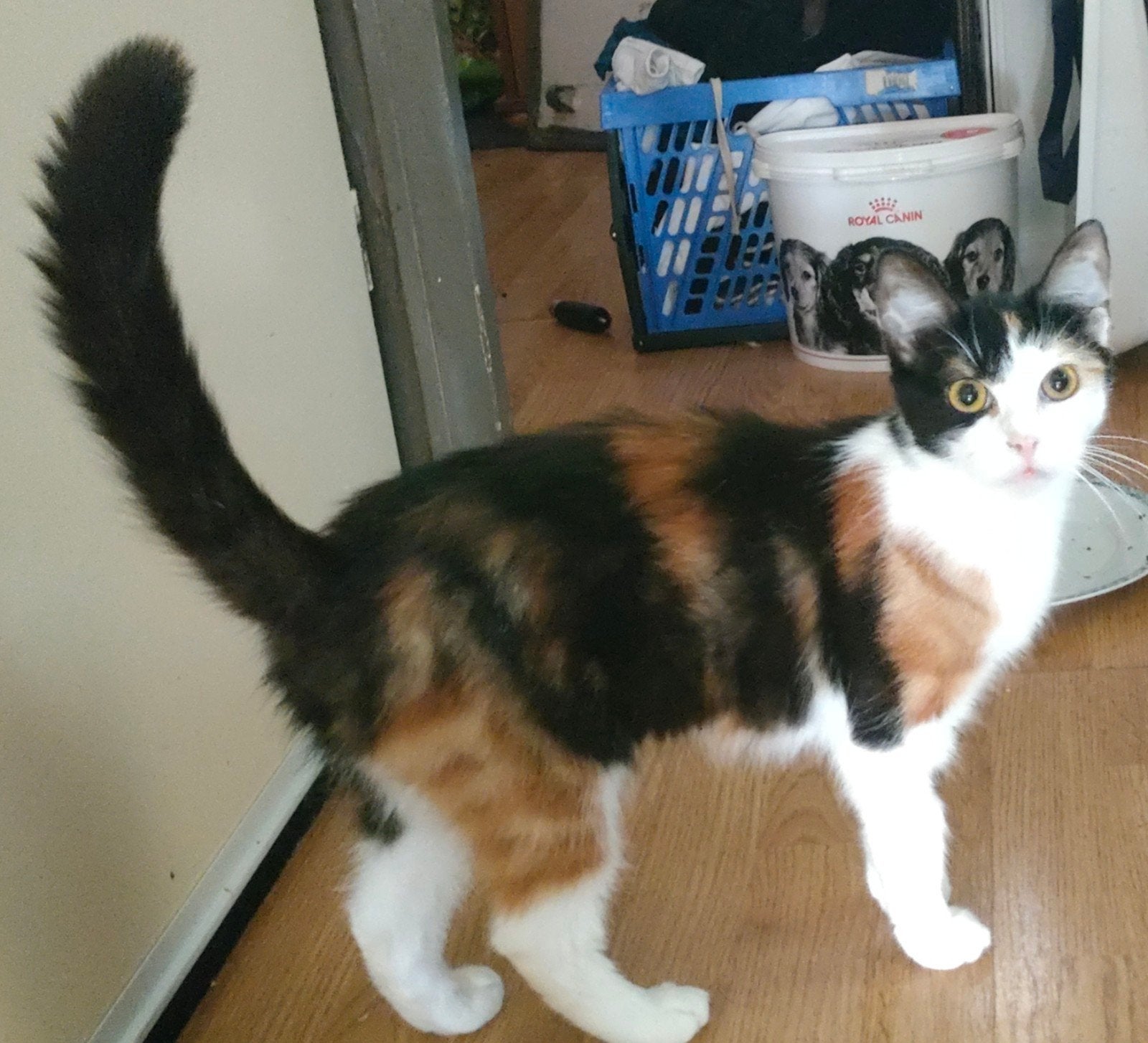 lieve poes van 1 jaar, Dieren en Toebehoren, Poes
