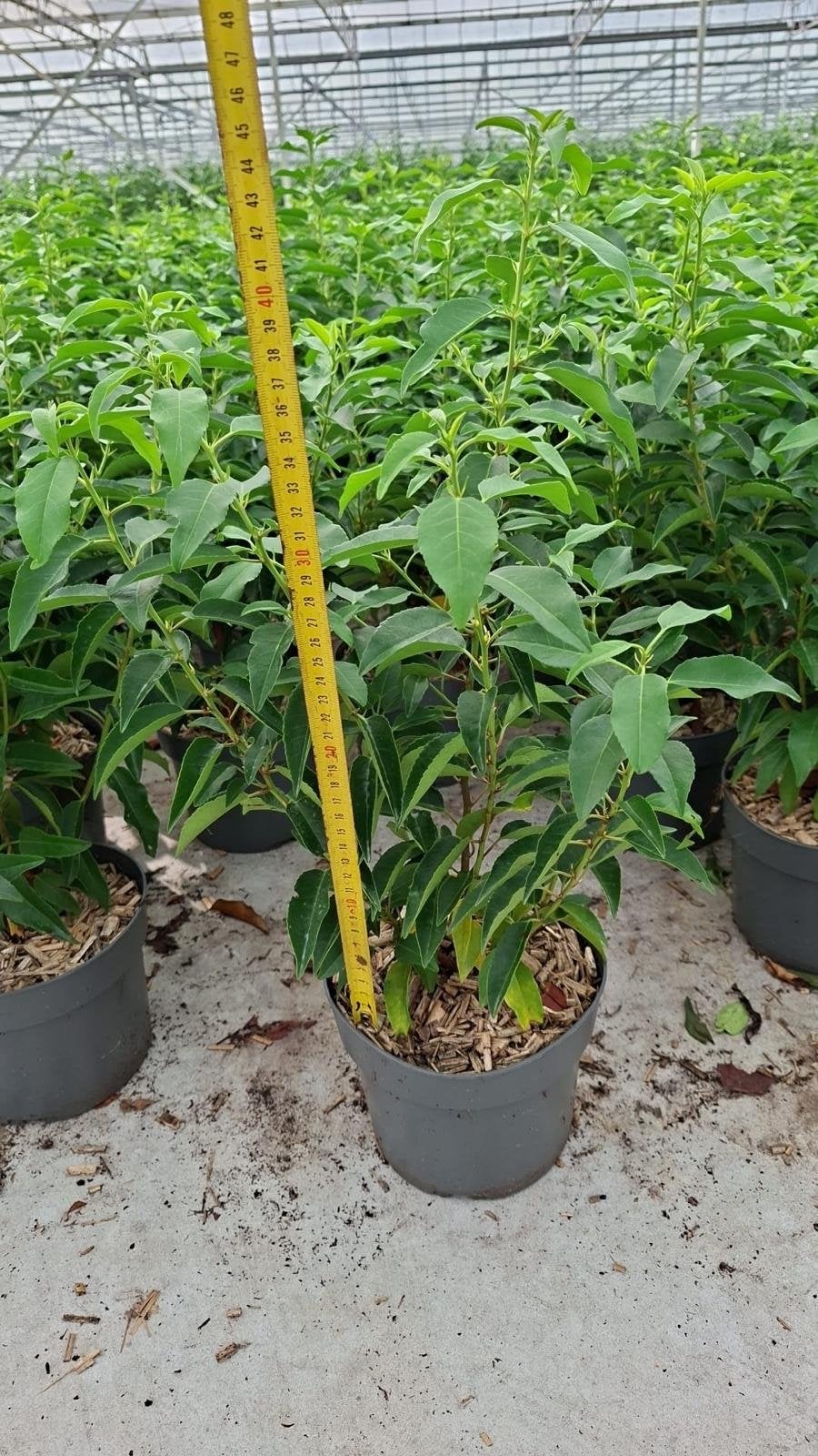 Portugese laurier 40/50 cm - Vanaf dinsdag beschikbaar, Tuin en Terras, Volle zon, Vaste plant, Bloeit niet, Ophalen