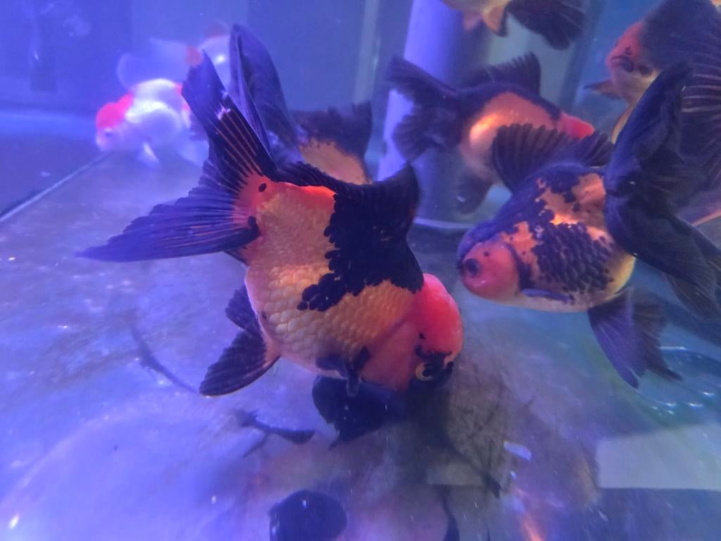 Handpick Oranda, Rozentail, Goudvis 14 / 18 cm - Koidream, Goudvis(sen)