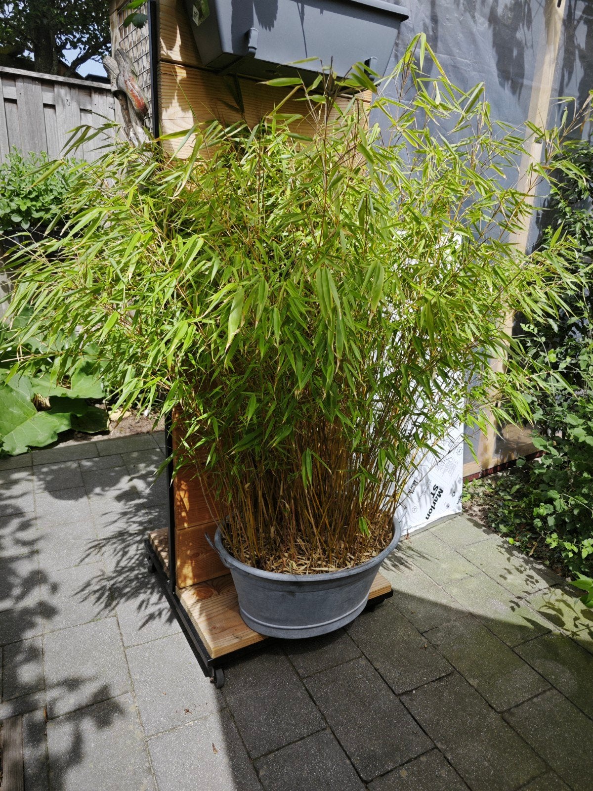 Grote Bamboe Plant in teil - Ideaal voor Tuin of Terras, Ophalen, Bloeit niet, Overige soorten, Halfschaduw