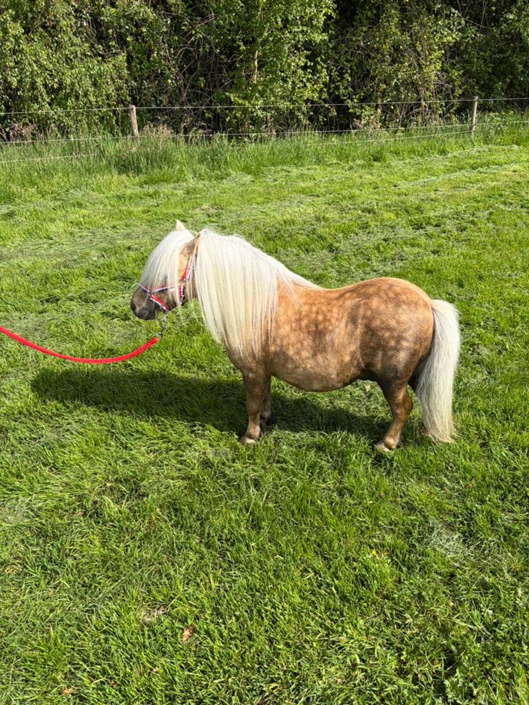 Palomino dekhengst, Dieren en Toebehoren, Hengst