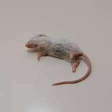 Diepvries muizen ratten enz. bij csreptiles Venlo, Dieren en Toebehoren, Reptielen en Amfibieën | Toebehoren, Ophalen of Verzenden