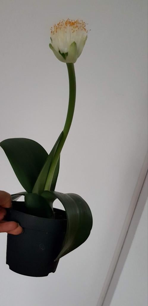 Poederkwast huiskamerplant, Ophalen of Verzenden, Halfschaduw, Minder dan 100 cm