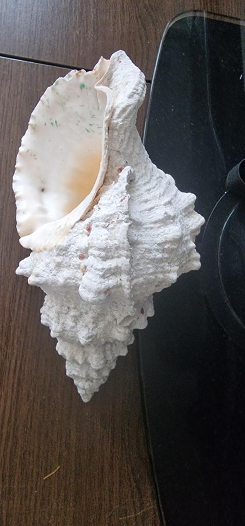 Decoratie schelp 15cm, Ophalen of Verzenden, Glas of Kopje