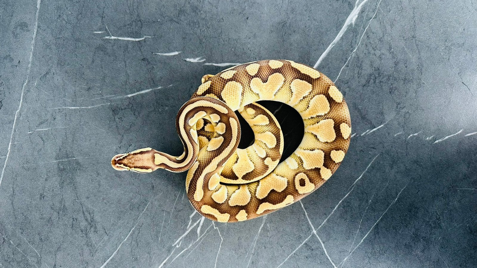 Python regius (Koningspython), Slang, 0 tot 2 jaar
