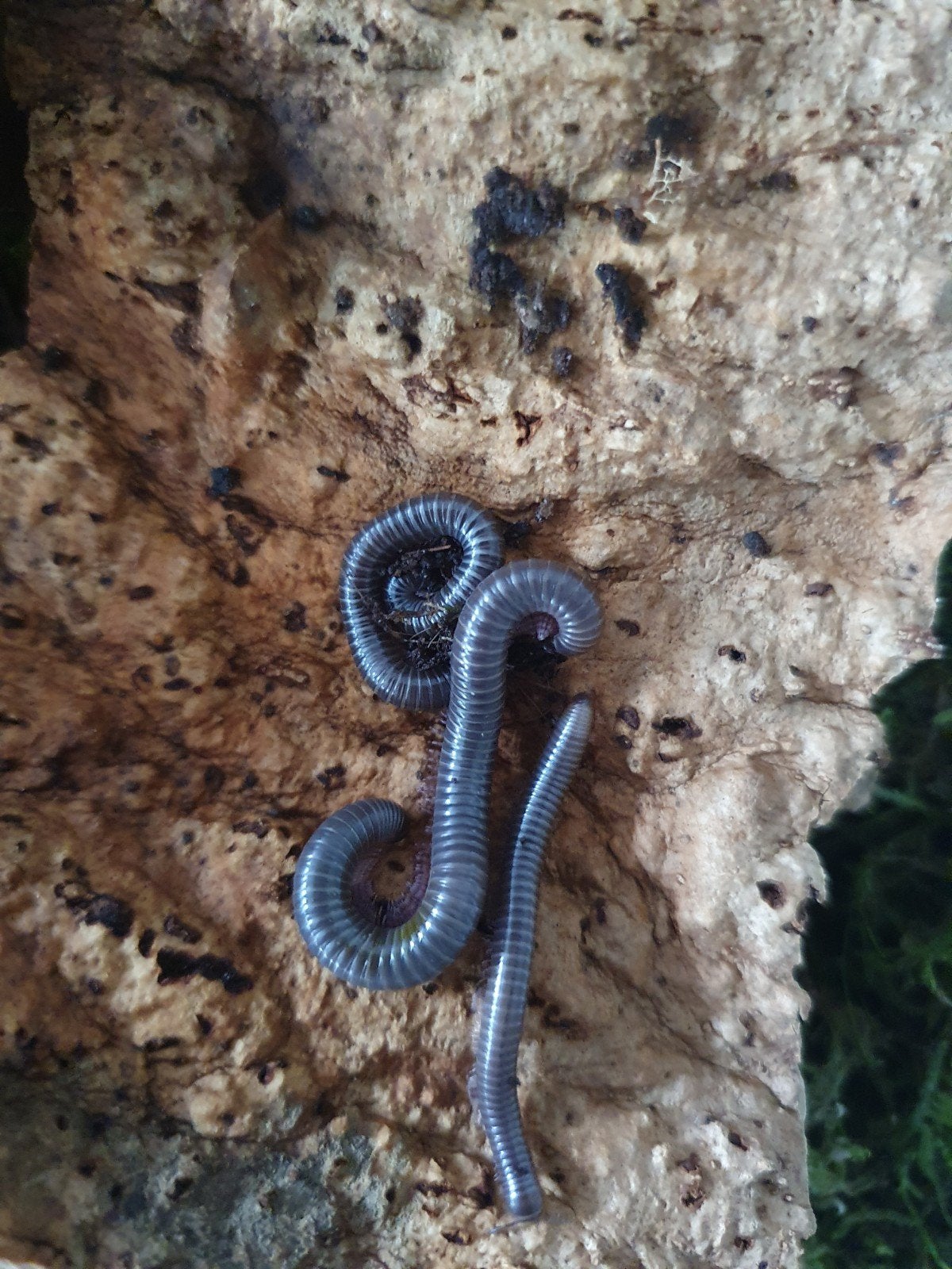 nakweek Spirostreptus spec 8 (groene fee) miljoenpootjes, 0 tot 2 jaar