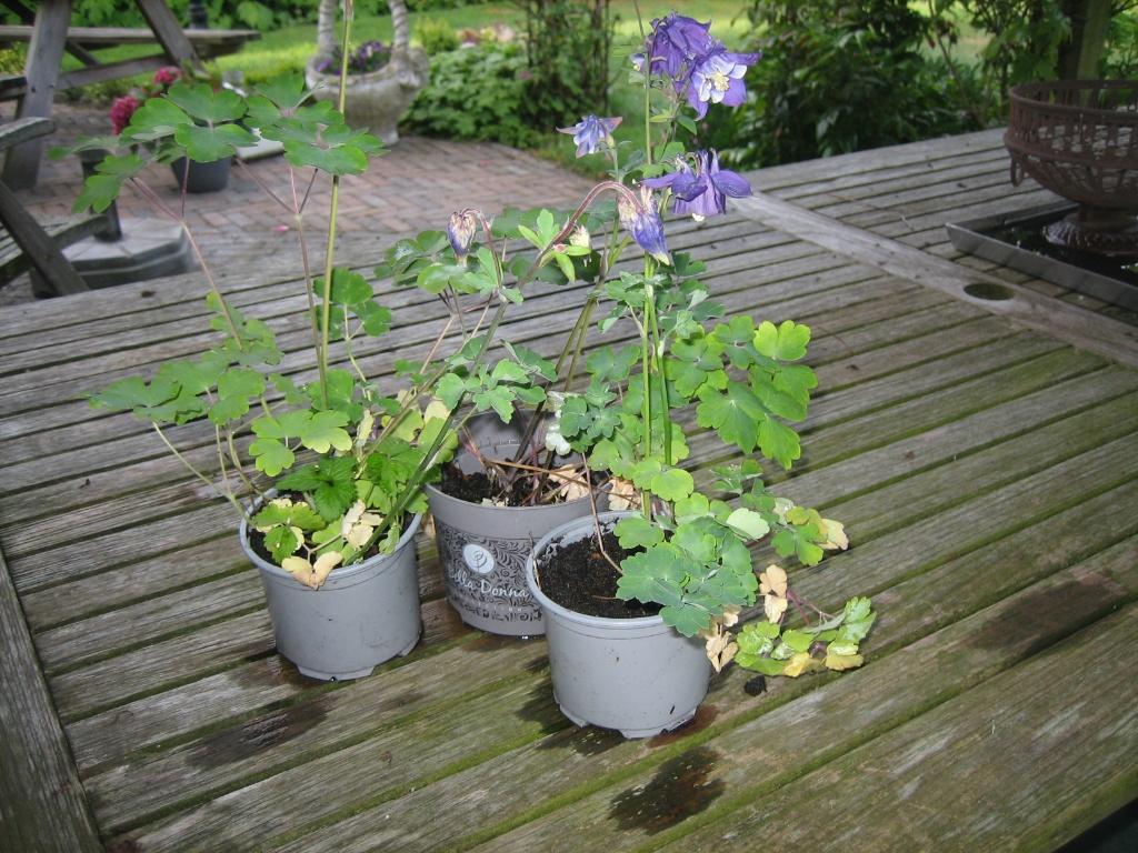 Stekjes van de AKELEI, Overige soorten, Volle zon, Vaste plant, Ophalen of Verzenden