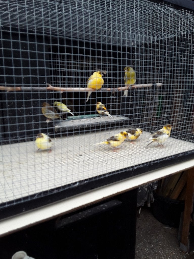 Kanaries  te  koop ., Meerdere dieren, Kleurkanarie