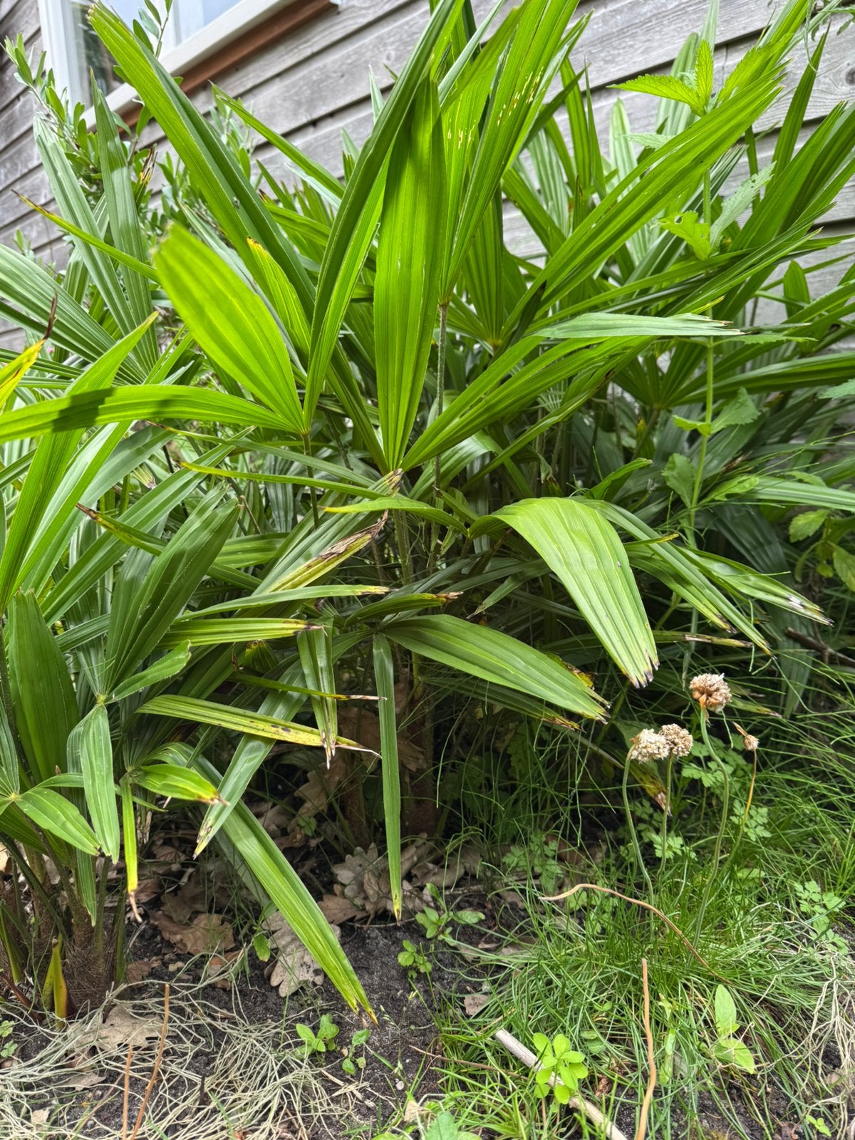 Trachycarpus Fortunei, Ophalen, Gehele jaar, Volle zon