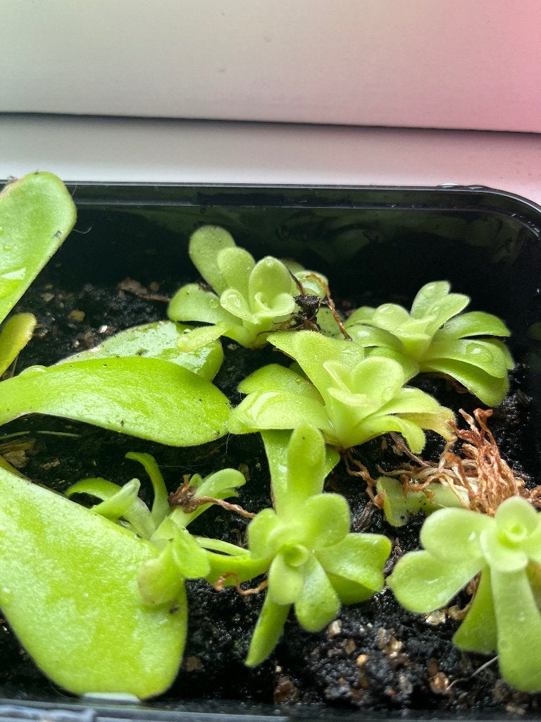 Vetblad Stekje - Pinguicula, Huis en Inrichting, Kamerplanten, Verzenden, Halfschaduw, Minder dan 100 cm