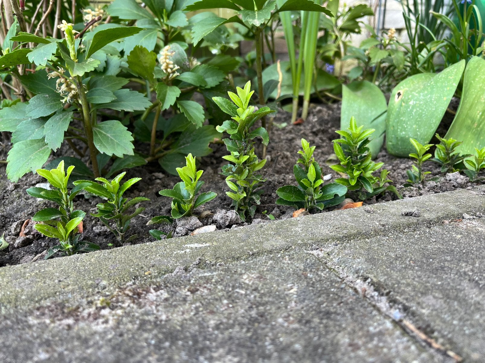 Japanse Kardinaalsmuts (buxusvervanger), Tuin en Terras, Ophalen of Verzenden, Overige soorten, Minder dan 100 cm