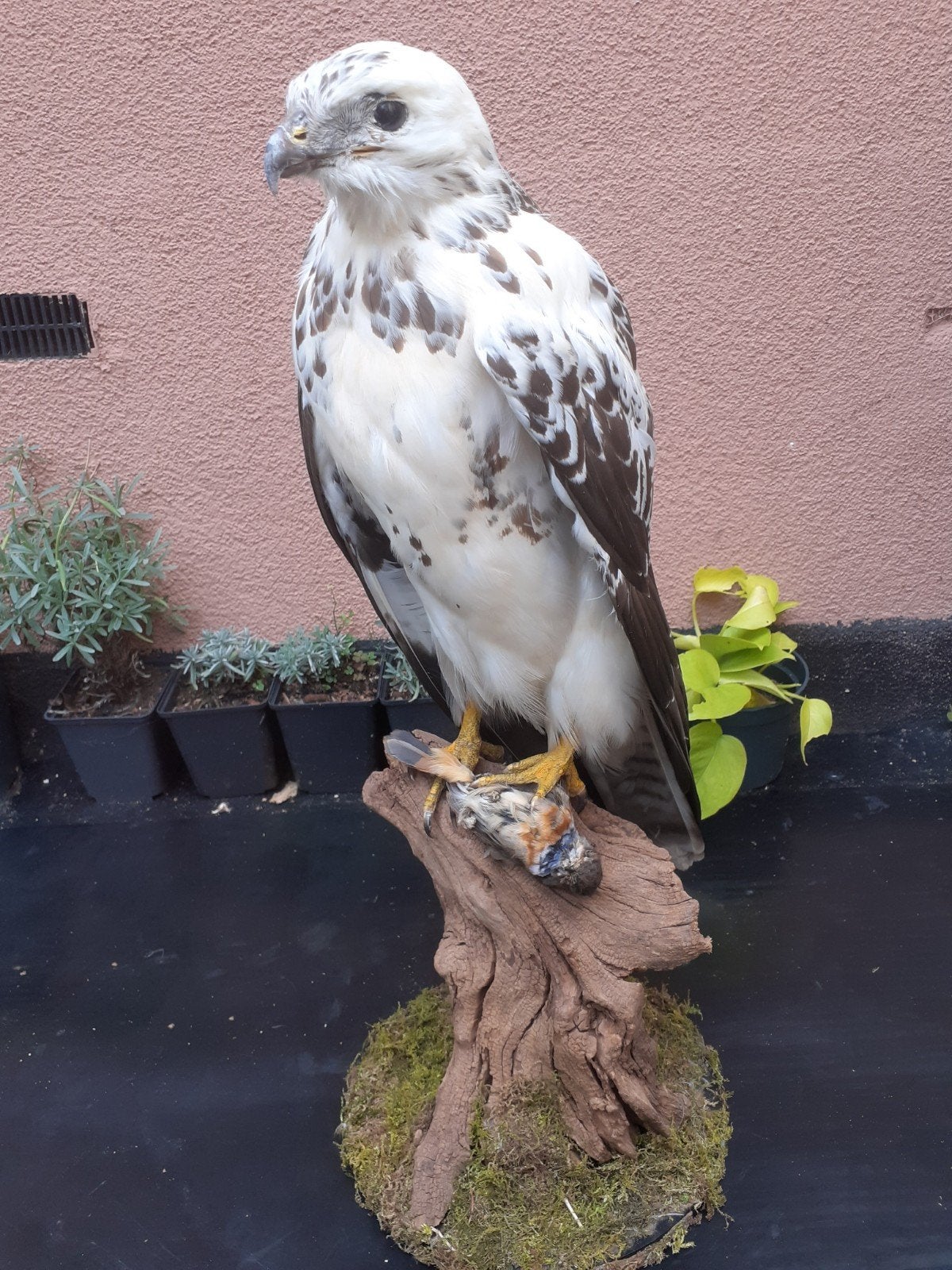 opgezette witte buizerd met blauwborst prooi , taxidermie, Ophalen of Verzenden, Nieuw, Vogel, Opgezet dier