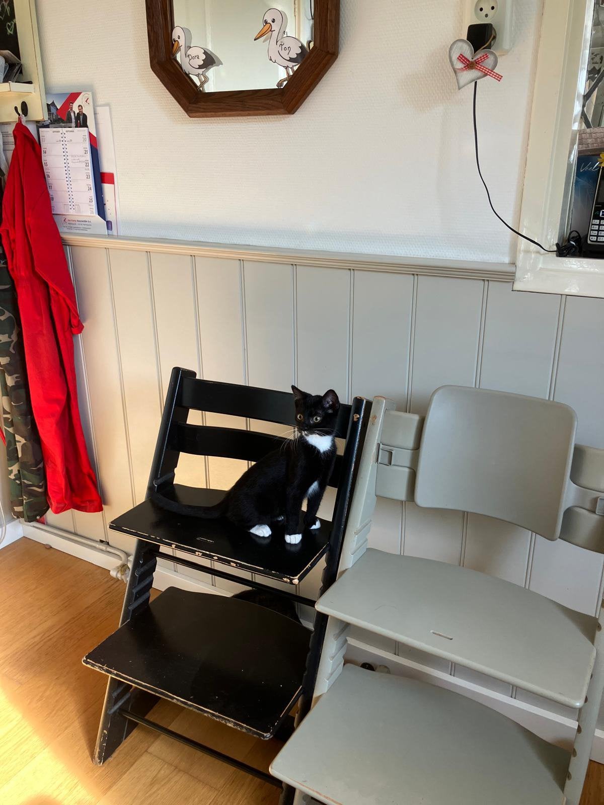 Lieve kitten, Dieren en Toebehoren, Meerdere dieren