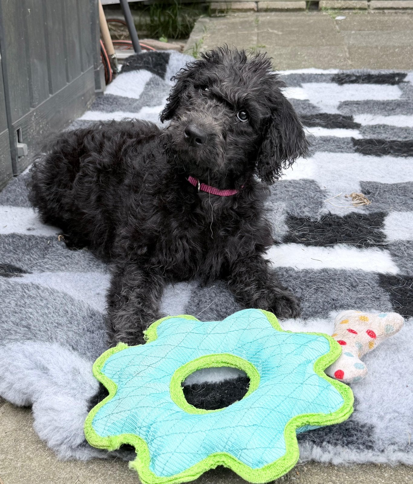 Lieve labradoodle pup zoekt een nieuw thuis, Parvo, 8 tot 15 weken, Teef, Groot