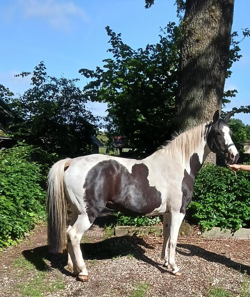 Te koop mooie bonte merrie., Merrie, Gechipt, 160 tot 165 cm, 11 jaar of ouder