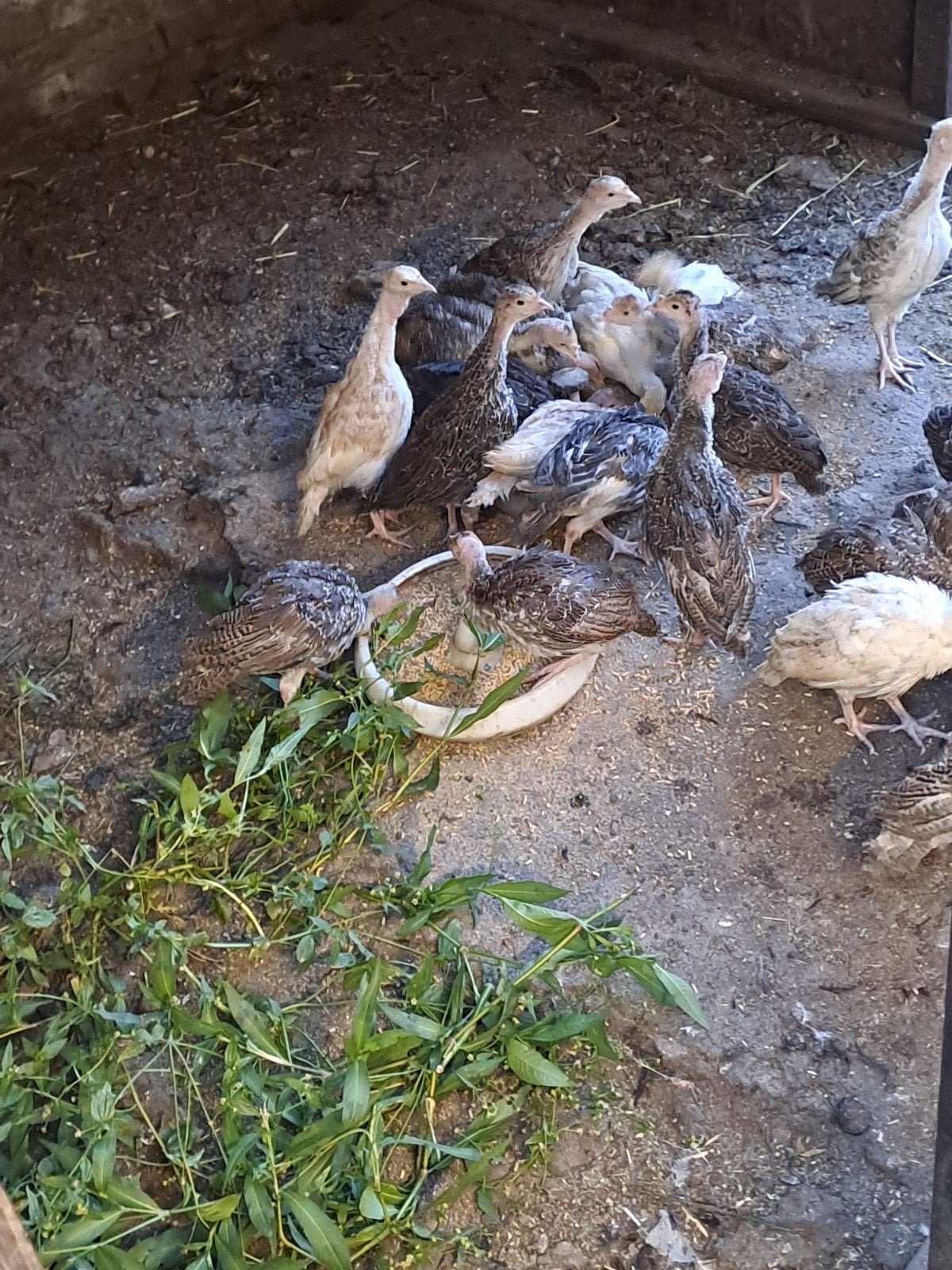 Jonge kalkoenen en parelhoenders, Meerdere dieren, Kalkoen