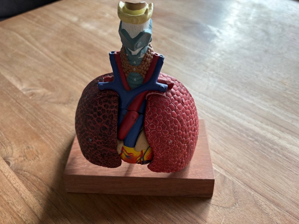 Anatomisch model van hart longen embolie kunststof, Ophalen of Verzenden